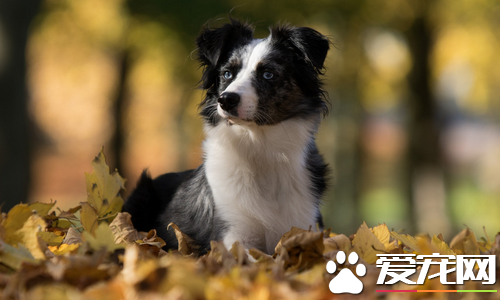 迷你澳洲牧羊犬价格  价格大约为1000到30000元左右