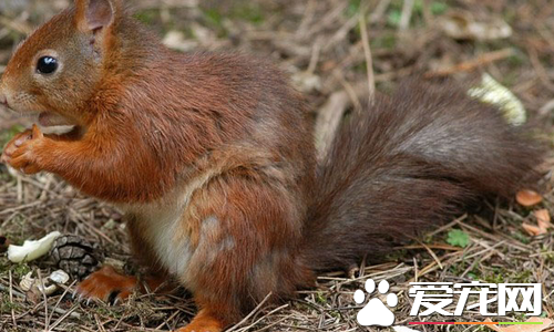 魔王松鼠怎么训练 在训练时切忌不能受到惊吓