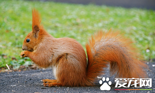 怎样捉松鼠 捕鼠夹是可以用来捕捉松鼠