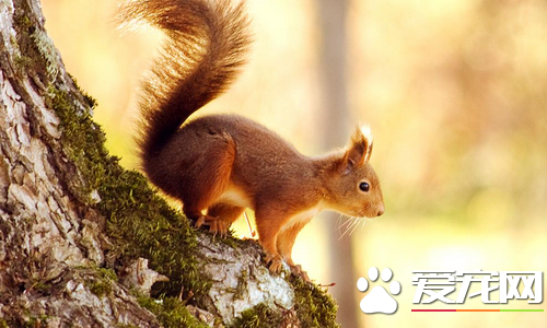 松鼠是冬眠动物吗 松鼠是一种会冬眠的动物