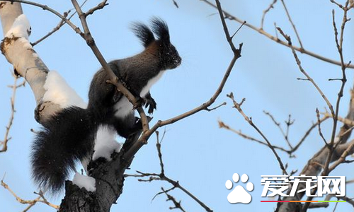魔王松鼠能洗澡吗 松鼠洗澡可以用浴沙