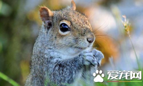 松鼠尾巴断了怎么办 过段时间就会重新长出来