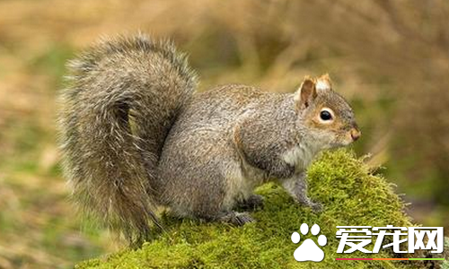 灰松鼠多少钱一只 每个地区售价都不同