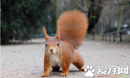 松鼠都有哪些品种 什么品种的松鼠好养