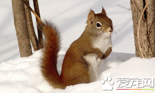 松鼠的外貌和习性 松鼠体态端庄而轻盈