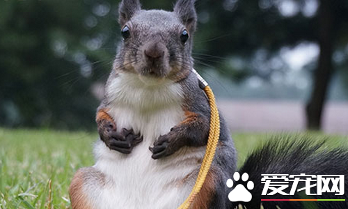 如何挑选魔王松鼠 看魔王松鼠是否有运动缺陷