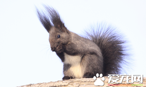哪里可以买到松鼠 一般在宠物市场可以买到