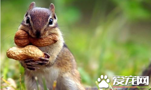松鼠的笼子 饲养松鼠的笼子一定要有高度