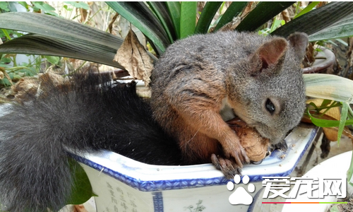 松鼠的外貌和习性 松鼠体态端庄而轻盈