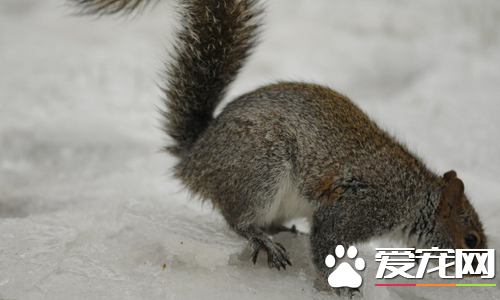 松鼠和老鼠的区别 松鼠一般体形细小老鼠无犬齿
