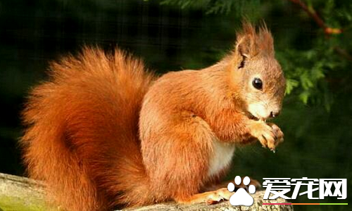 如何挑选魔王松鼠 看魔王松鼠是否有运动缺陷