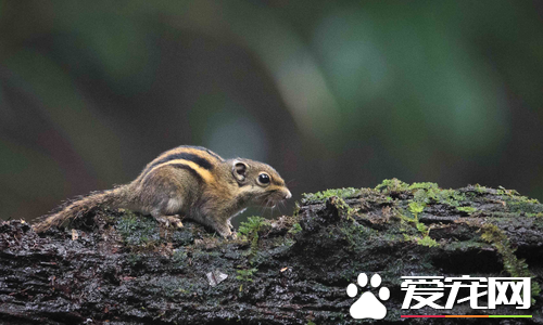 松鼠能活多长时间 松鼠一般能活5到10年左右