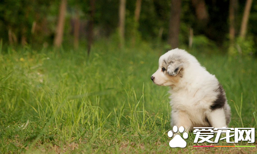 迷你澳洲牧羊犬价格  价格大约为1000到30000元左右