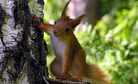 松鼠的天敌是什么 松鼠最怕的天敌还是貂