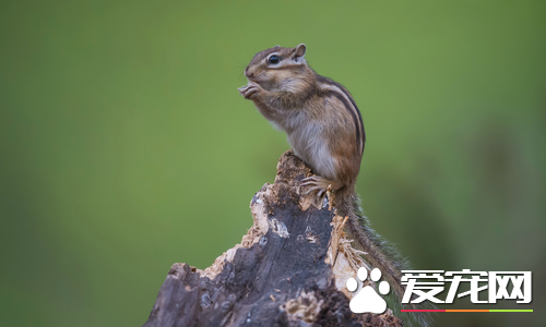 松鼠都有哪些品种 什么品种的松鼠好养