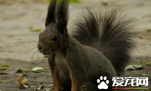 魔王松鼠怎么补钙 适当的加上动物性饲料和牛奶