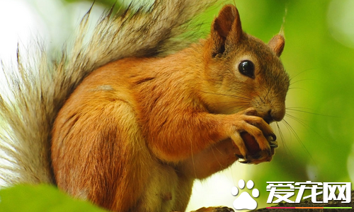 松鼠为什么爱吃松子 松鼠饮食禁忌事项