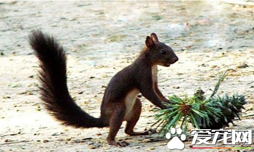 魔王松鼠怎么训练 在训练时切忌不能受到惊吓