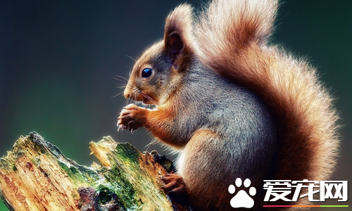松鼠有鼠疫吗 大多数松鼠都是没有鼠疫除非传染
