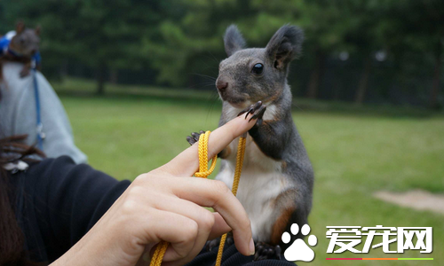 魔王松鼠能洗澡吗 松鼠洗澡可以用浴沙