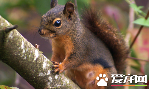 松鼠最怕什么颜色 松鼠最怕的颜色是红色