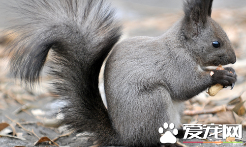松鼠有哪些生活习性 松鼠有贮藏食物的习惯