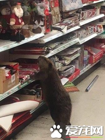警察接到报案 竟是海狸在礼品店挑选圣诞礼物
