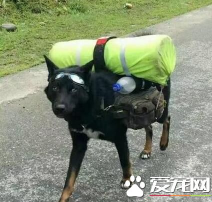 有一起去旅行的背包客吗