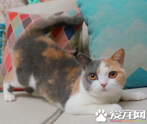 有情况！攻击状态准备