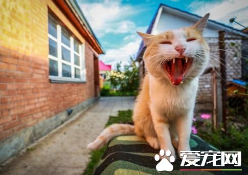 我的小鱼干呢？是不是被你藏起来了！