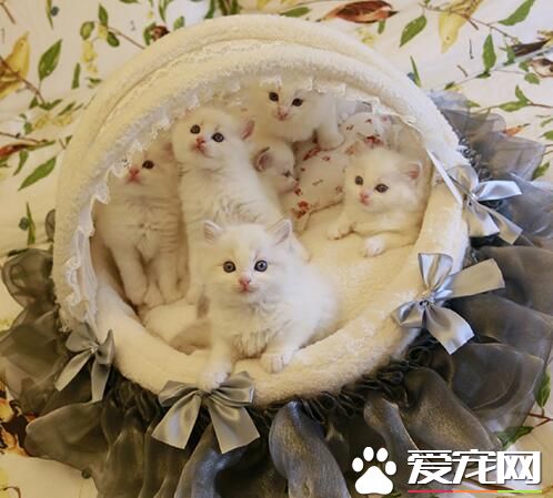 萌猫一箩筐