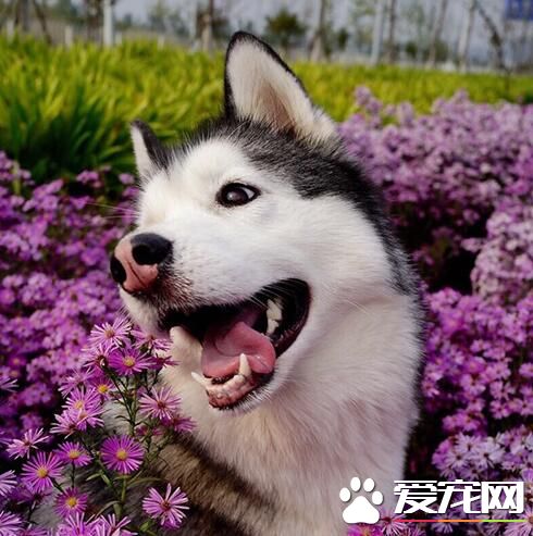 花跟汪谁比较漂亮呢