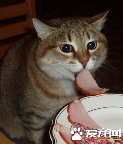 猫咪偷吃的瞬间