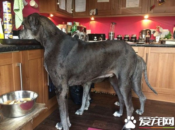 世界上最大的狗狗 随口就能咬烂23张沙发