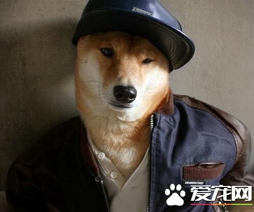 汪星人中的高富帅，每天都被自己帅醒