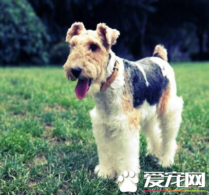 刚毛猎狐梗到底掉毛吗 刚毛猎梗的毛发很难掉毛