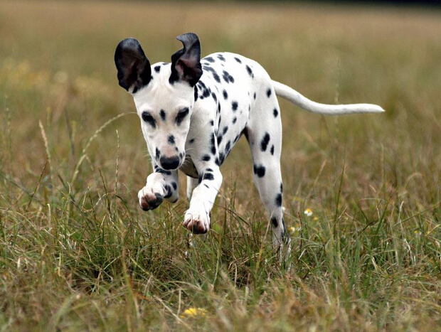 斑点狗