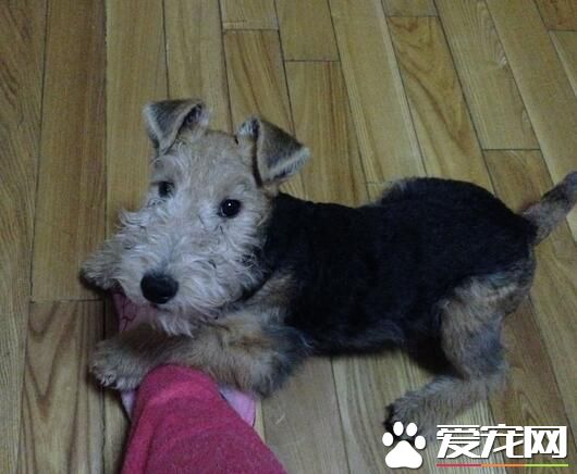 刚毛猎狐梗的价格 一般价格在2000到5000左右