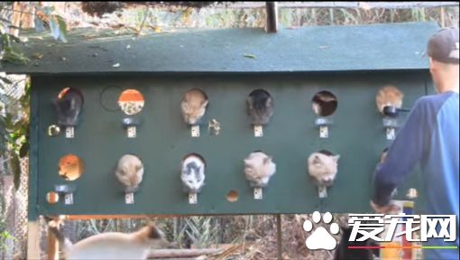 流浪猫抢食常受伤 发明猫咪喂食器让它们全变乖