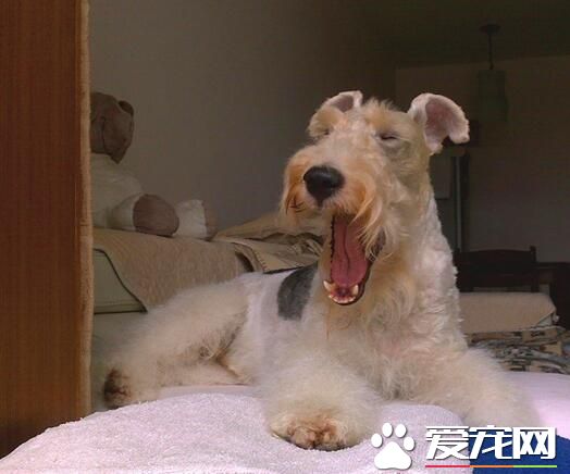 刚毛猎狐梗的价格 一般价格在2000到5000左右