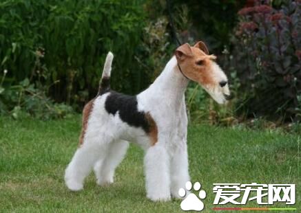 刚毛猎狐梗吃什么狗粮 一般分为3种类型