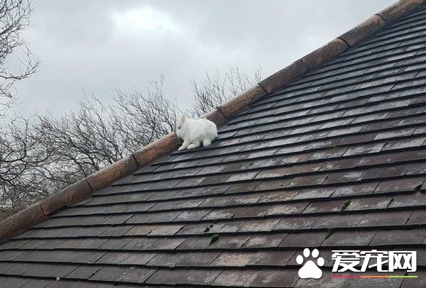 怎么上去的 小白兔竟然在屋顶蹦蹦跳跳的