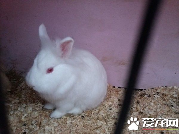 怎么上去的 小白兔竟然在屋顶蹦蹦跳跳的