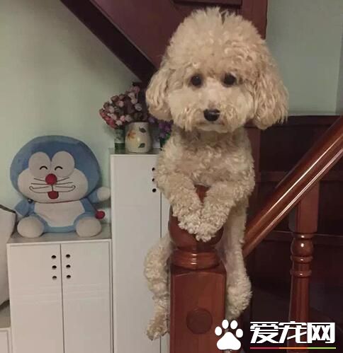 偶的白马不见了，本王子只能骑楼梯了