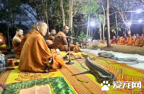 蟒蛇闯泰国诵经法会 爬上凉席一起听经