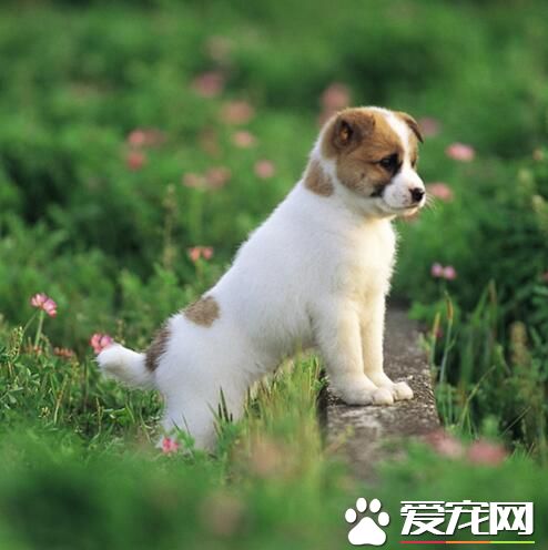 一看就知道是个有远大志向的狗狗