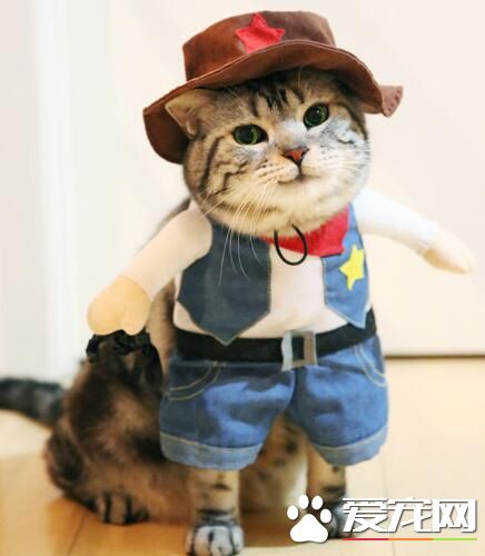 猫咪小牛仔，帅得一塌糊涂