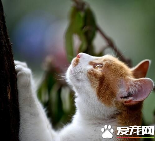 树上会长小鱼干吗？