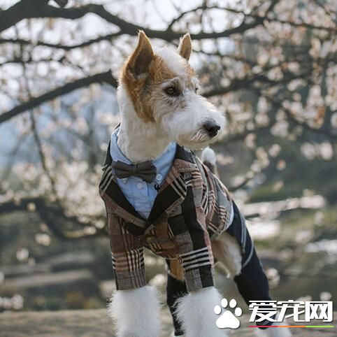 儒雅帅气的狗狗