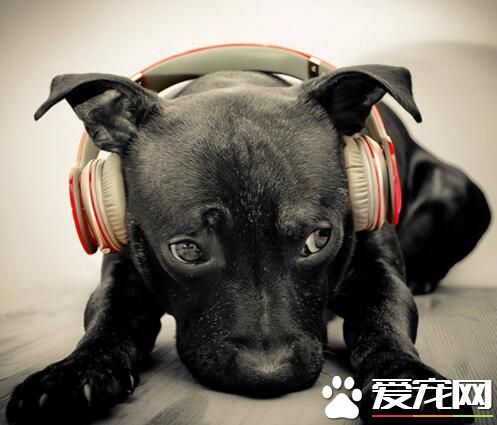 听着伤感的音乐，汪的心情也有点淡淡的忧桑了